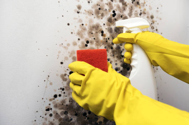 Best DIY Mold Remediation Support Services in Lake Arbor, MD